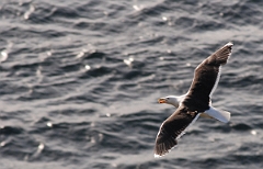 David Plant Photography - Wildlife Photographer - Great black-backed gull flying - A